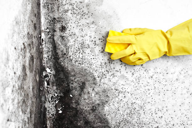 Best Residential Mold Remediation in Moonachie, NJ