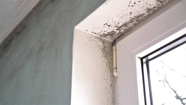 Best Mold Testing and Inspection Services in Moonachie, NJ