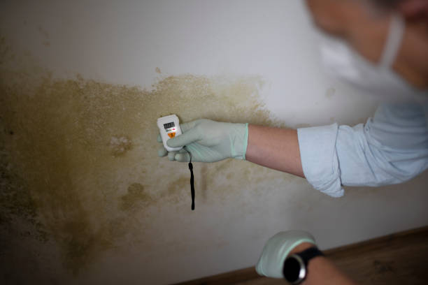 Best Emergency Mold Remediation in Moonachie, NJ