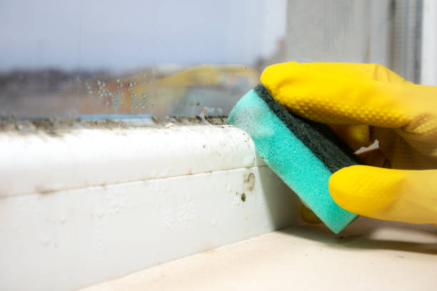 Best Residential Mold Remediation in Moonachie, NJ