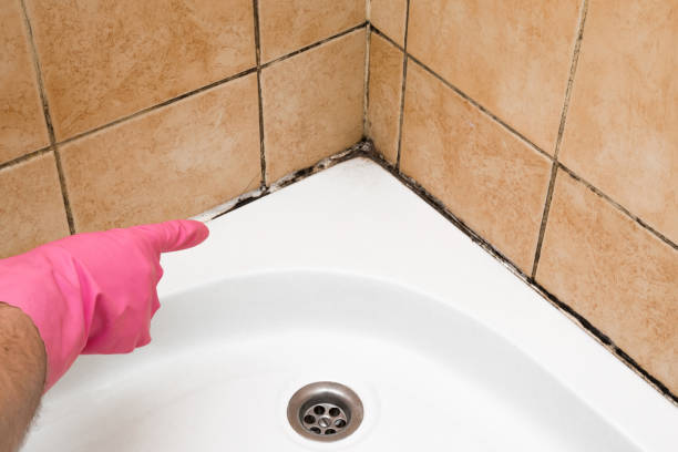 Best Black Mold Remediation in Moonachie, NJ